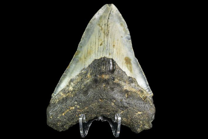 Fossil Megalodon Tooth - North Carolina #109530